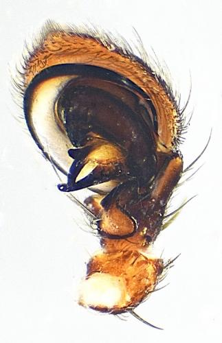 Xysticus luctator